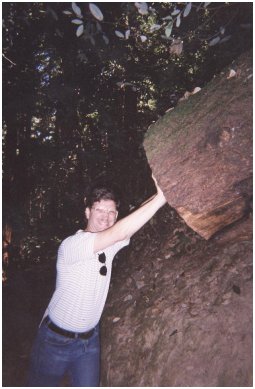 saving passersby from falling tree